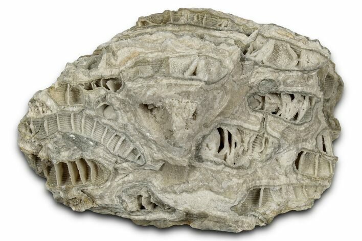 Silurian Dolostone w/ Sparkling Fossil Coral (Fletcheria) - Ohio #346092